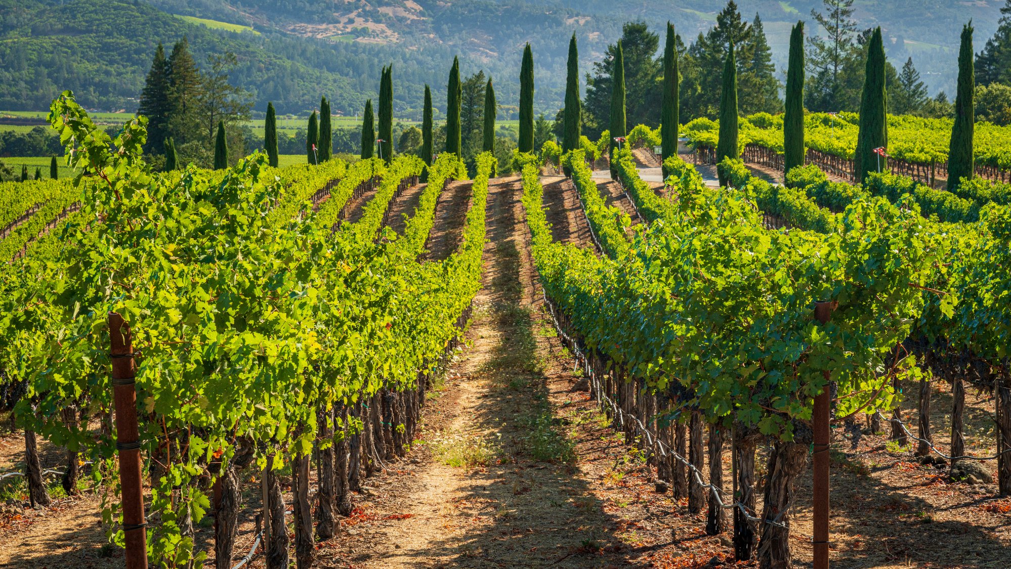 Californian vineyard